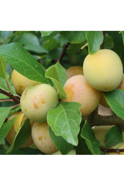 Слива диплоїдна Флавор Квін